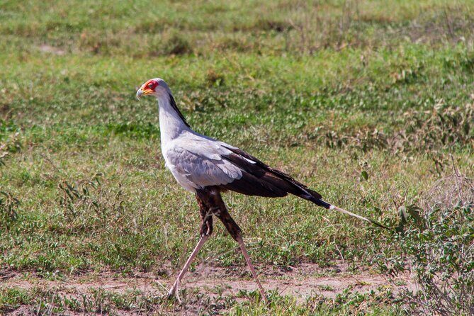 5 Days Lodge Luxury: A Taste of Tanzania Safari - Final Thoughts
