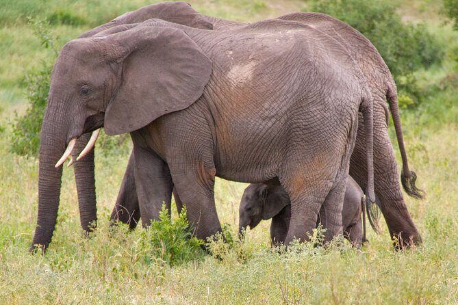 5 Days Lodge Luxury: A Taste of Tanzania Safari - Final Word