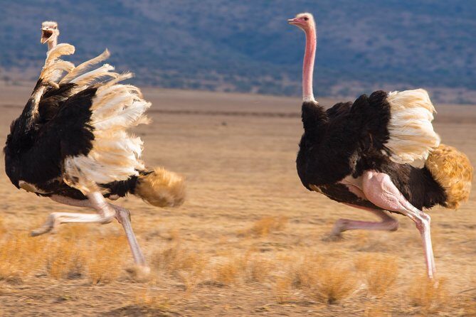 5 Days Lodge Safari. - What Travelers Say