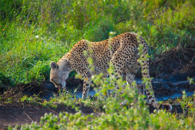 5 Days Lodge Safari. - Practical Details