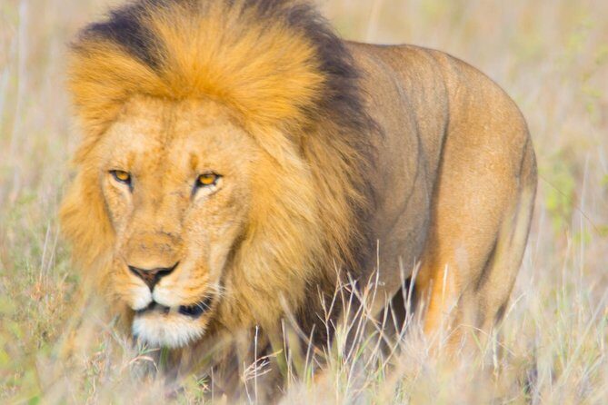 5 Days Lodge Safari. - Who Will Love This Safari?
