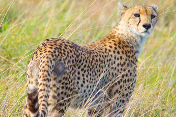 5 Days Lodge Safari. - The Sum Up