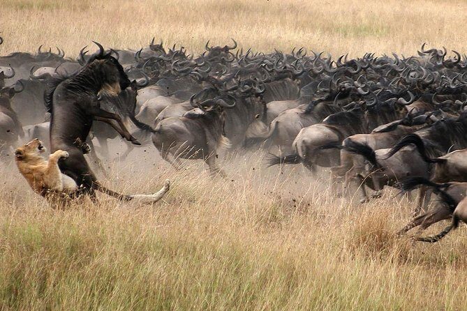 5 Days Lodge Safari - Lake Manyara, Serengeti, Ngorongoro, Tarangire. - Key Points