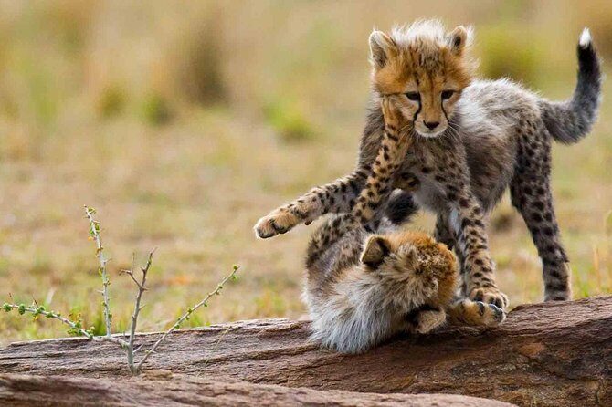 5 Days Lodge Safari - Lake Manyara, Serengeti, Ngorongoro, Tarangire. - The Itinerary in Detail