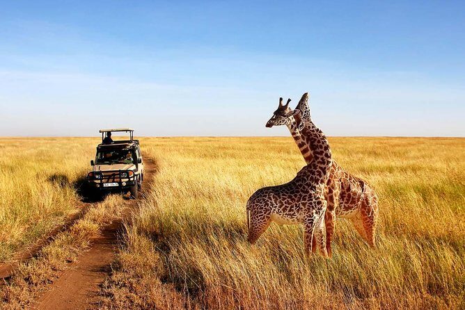 5 Days Lodge Safari - Lake Manyara, Serengeti, Ngorongoro, Tarangire. - FAQ