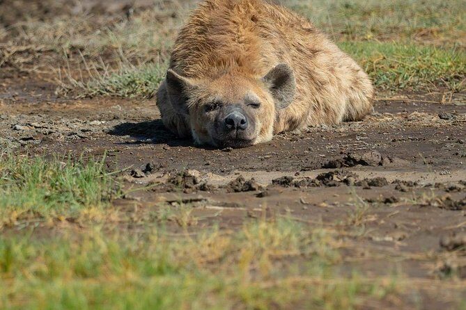 5 Days Luxury Lodge Safari Tour Tanzania - Introduction: Is This Safari Right for You?