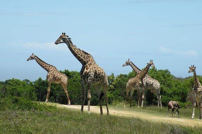 5 Days Luxury Lodge Safari Tour Tanzania - Practicalities & What to Expect