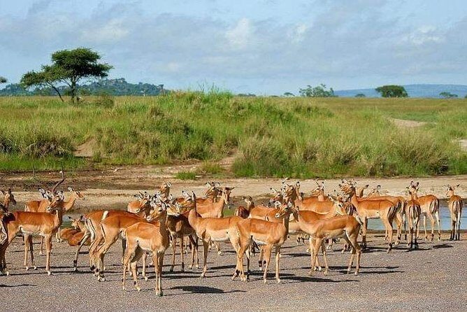5 Days Luxury Lodge Safari Tour Tanzania - The Sum Up: Who Is This Safari Best For?