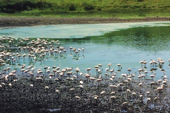 5 Days Luxury Lodge Safari Tour Tanzania - FAQ