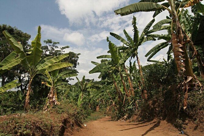 5 Days Marangu Route Kilimanjaro Trekking - An In-Depth Look at the 5-Day Marangu Route Kilimanjaro Trek