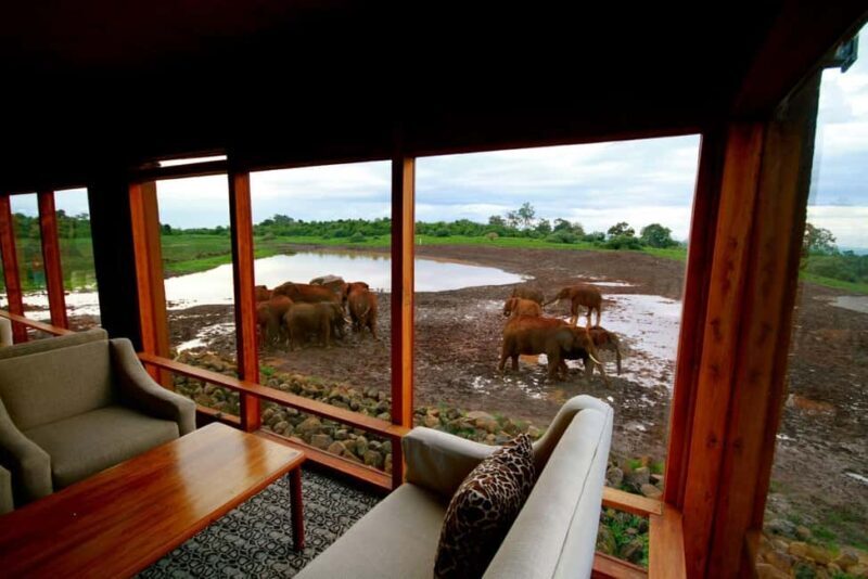 5 Days Masai Mara, Lake Nakuru and Aberdare Circuit Safari - An Introduction to the Safari Experience