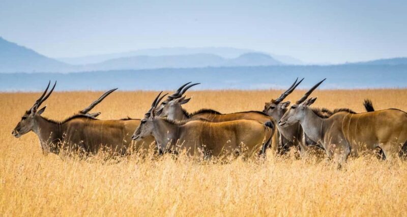5 Days Masai Mara, Lake Nakuru and Aberdare Circuit Safari - Cost and Value Analysis