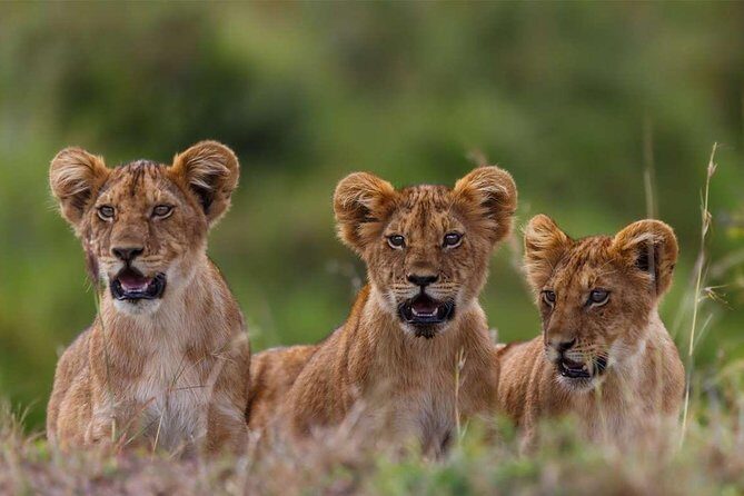 5-Days Masai Mara- Lake Nakuru - Lake Naivasha Kenya Safari Tour - Key Points