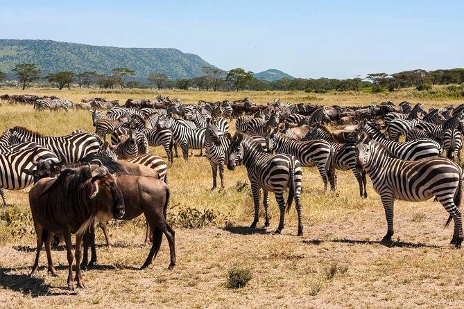 5-Days Masai Mara- Lake Nakuru - Lake Naivasha Kenya Safari Tour - Value and Cost Analysis