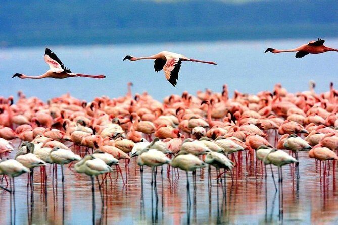5-Days Masai Mara- Lake Nakuru - Lake Naivasha Kenya Safari Tour - FAQ