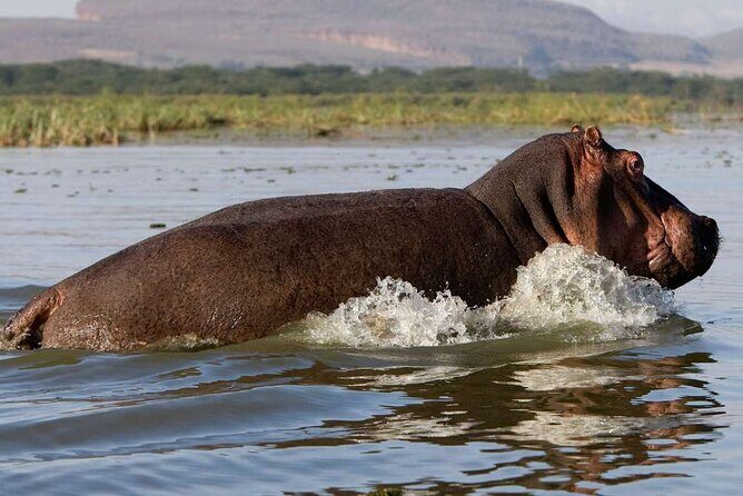 5 Days Masai Mara, Lake Nakuru & Naivasha Budget Joining Safari - An In-Depth Look at the Tour Itinerary