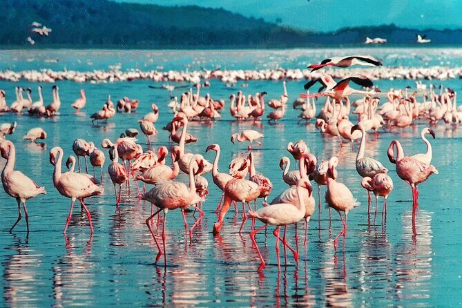 5 Days Masai Mara, Lake Nakuru & Naivasha Budget Joining Safari - Final Thoughts