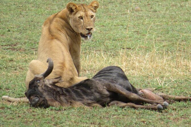 5 days Masai Mara Wildebeest migration safari - Introduction to the Safari Experience