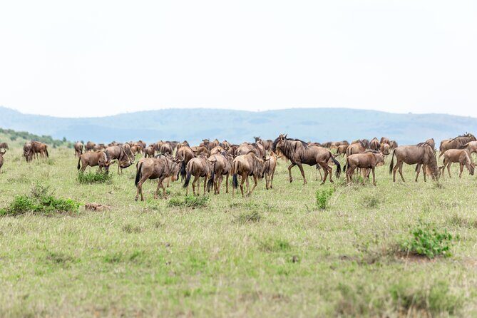 5 days Masai Mara Wildebeest migration safari - FAQ