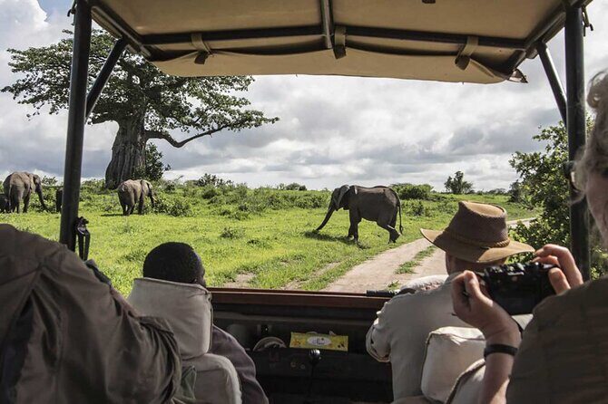 5 Days Mombasa,Tsavo East, Taita Salt Lick, Tsavo West, Amboseli, - Authentic Encounters & Traveler Perspectives