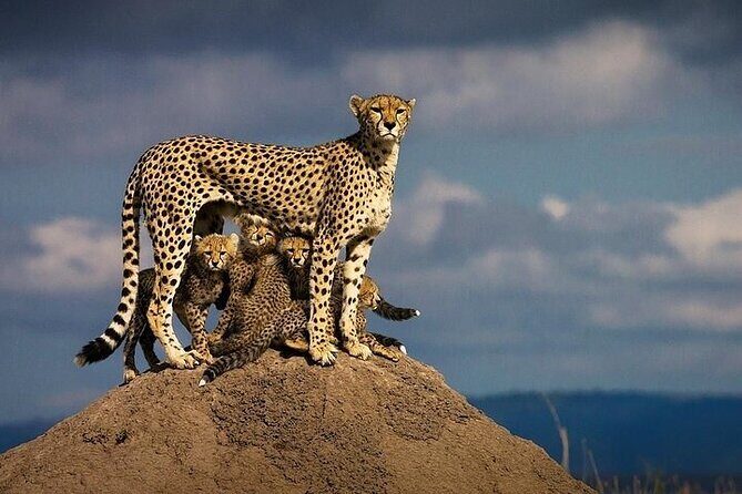 5 Days Mombasa,Tsavo East, Taita Salt Lick, Tsavo West, Amboseli, - Who Is This Tour Best For?