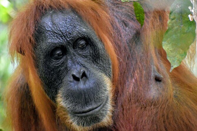 5 Days North Sumatera Adventure : Bukit Lawang & Mount Sibayak - Discovering North Sumatra: An Authentic Adventure