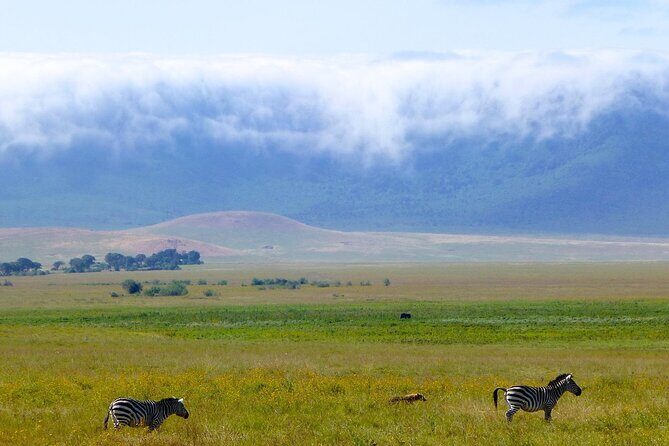 5 Days Northern Tanzania Safari- Lodging - Analyzing the Experience: What You Can Expect