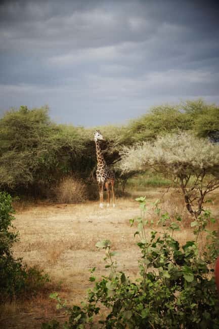 5 Days of Adventure Discover Africa's Wildlife & Landscapes - Key Points