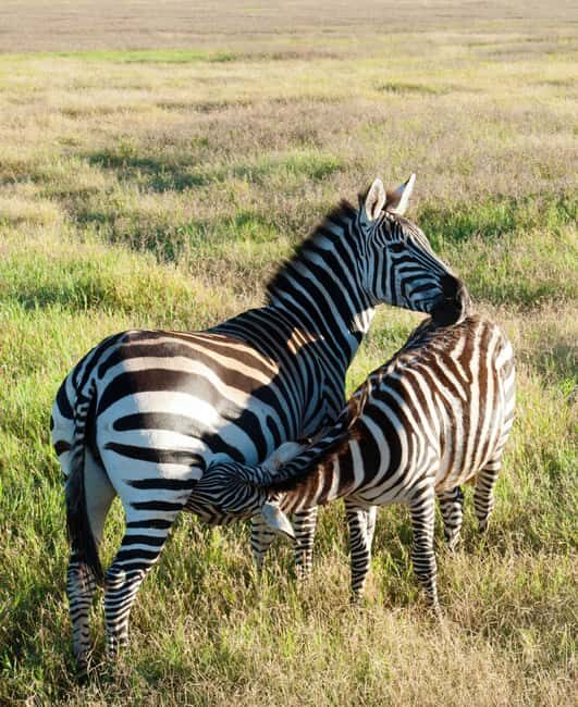 5 Days of Adventure Discover Africa's Wildlife & Landscapes - An In-Depth Look at the 5-Day Safari Tour
