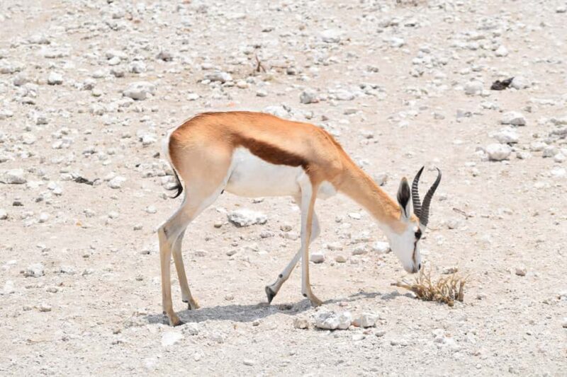 5 Days of Adventure Discover Africa's Wildlife & Landscapes - Who Will Love This Tour?