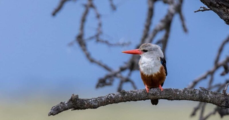 5 Days of Adventure in Masai Mara, Lake Nakuru & Aberdares - Who Will Love This Safari?