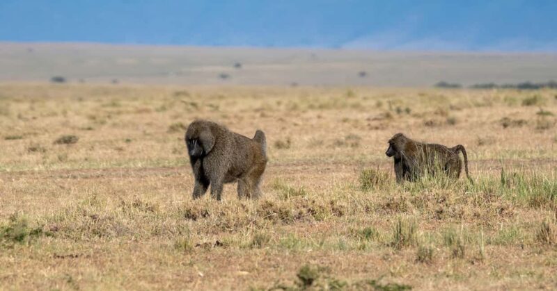 5 Days of Adventure in Masai Mara, Lake Nakuru & Aberdares - The Sum Up