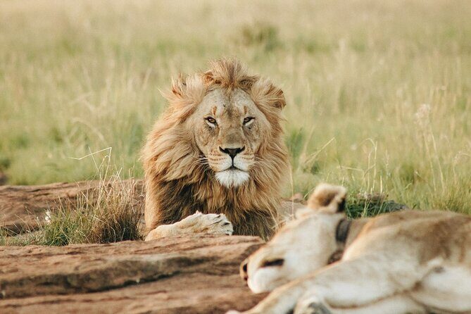 5 Days of Kenyan Magic: A Whirlwind Safari Adventure - Knowledgeable Guides and Authentic Encounters