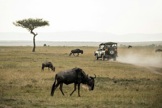 5 Days of Kenyan Magic: A Whirlwind Safari Adventure - Who Should Consider This Safari?