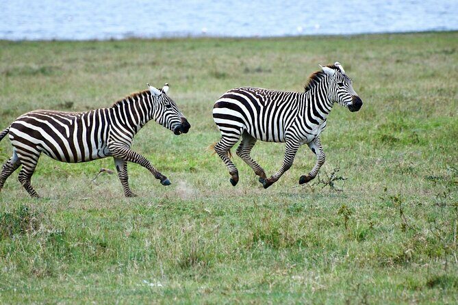 5 Days of Kenyan Magic: A Whirlwind Safari Adventure - The Sum Up