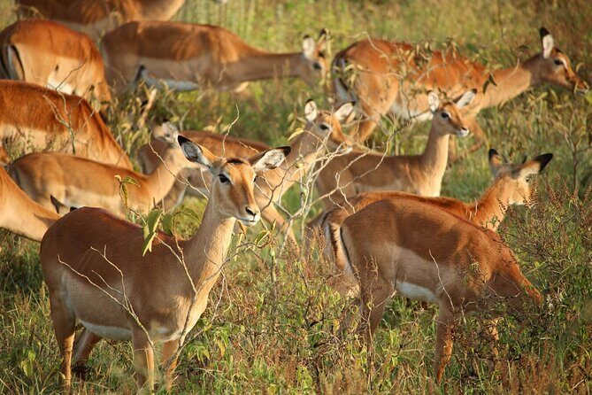 5 Days of Kenyan Magic: A Whirlwind Safari Adventure - FAQ