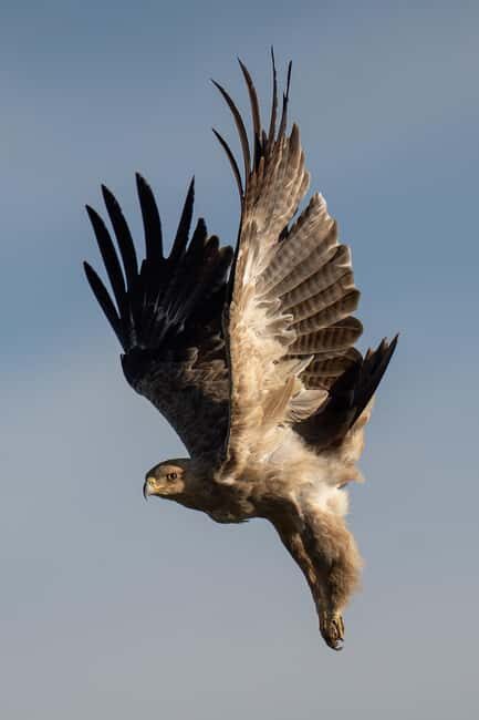 5 Days of Unmatched Wildlife Magic from Savannah to Safari - Key Points