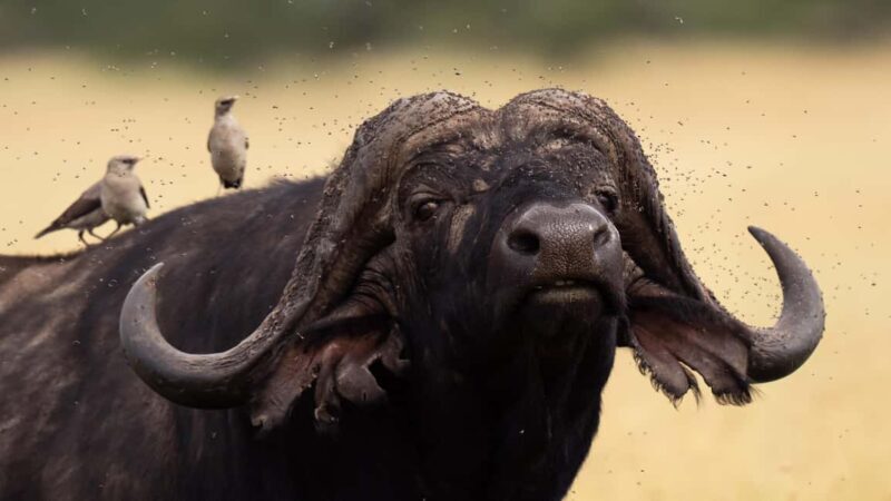 5 Days of Unmatched Wildlife Magic from Savannah to Safari - The Itinerary in Detail: What to Expect Each Day