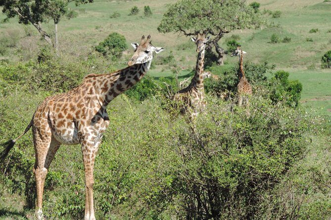 5 Days Ol Pejeta-Lake Nakuru-Masai Mara Mid-Comfort Safari - Practical Tips for Your Safari