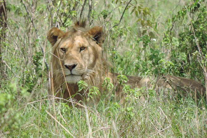 5 Days Ol Pejeta-Lake Nakuru-Masai Mara Mid-Comfort Safari - The Sum Up: Is This Safari Worth It?