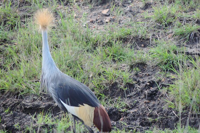 5 Days Ol Pejeta-Lake Nakuru-Masai Mara Mid-Comfort Safari - FAQ