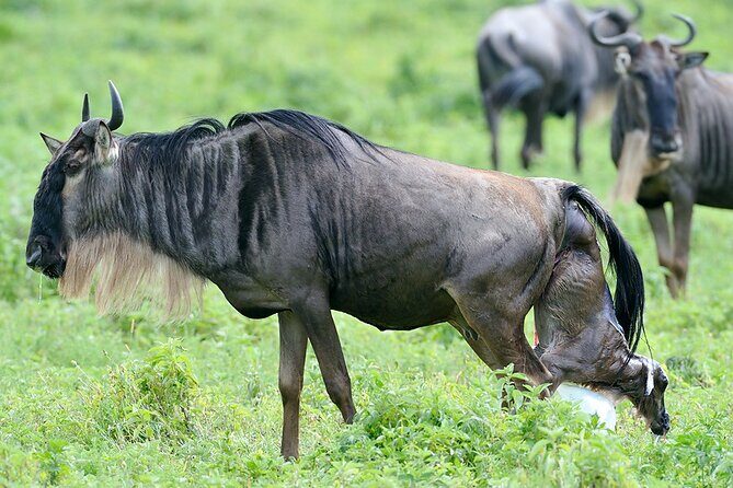 5 Days Private Budget Lodge Safari to Serengeti & Ngorongoro - Practical Considerations