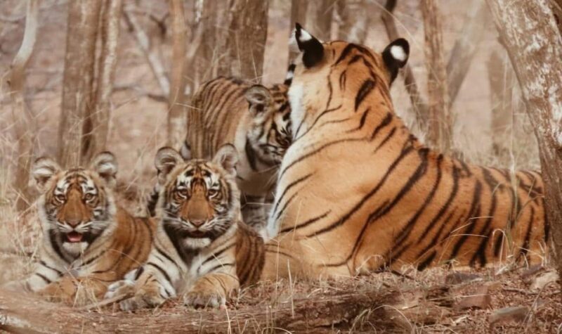 5-Days Private Luxury Golden Triangle Tour Agra Jaipur Delhi - Key Points
