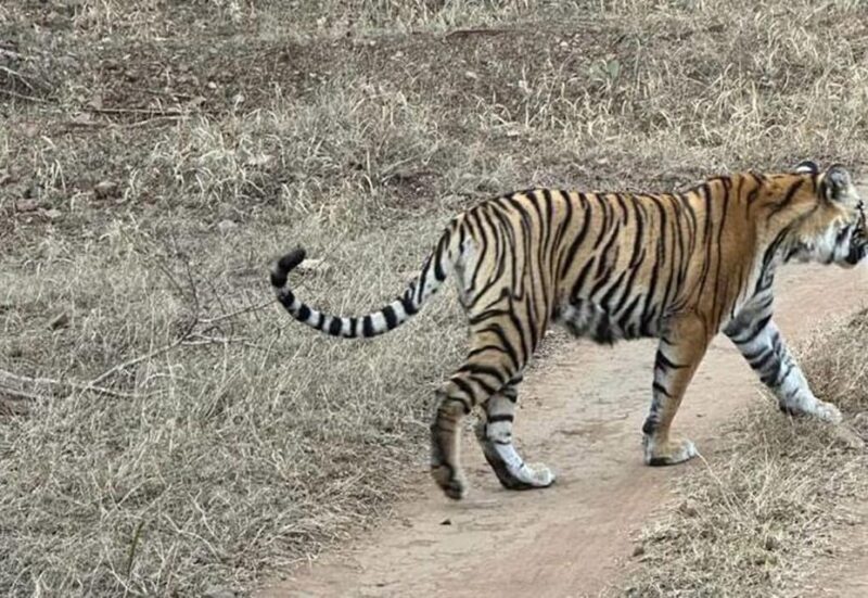 5-Days Private Luxury Golden Triangle Tour Agra Jaipur Delhi - Authentic Experiences and Common Praise