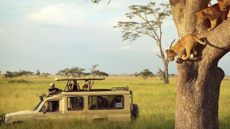5 Days Private Midrange Safari-Serengeti & Ngorongoro - Who Would Love This Safari?