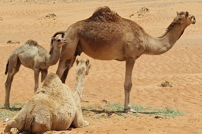 5-Days Private Oman Tour Mountains, Deserts & Coastline - Final Thoughts