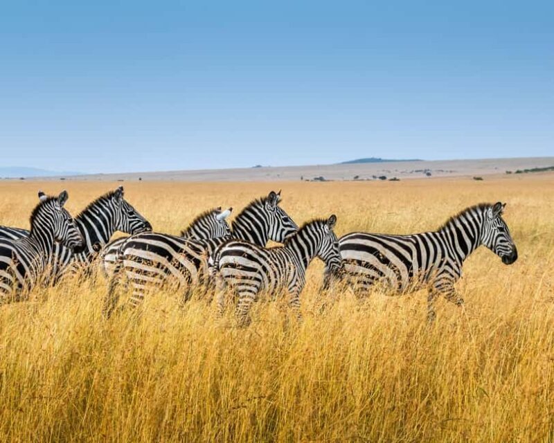 5 Days Private Tanzania Safari - Africa Finest Adventures - Exploring the 5-Day Tanzania Safari Experience