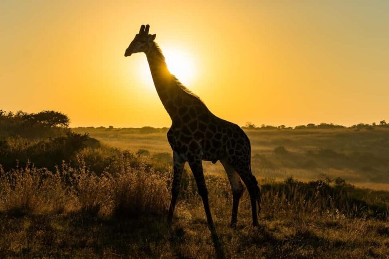 5 Days Private Tanzania Safari - Africa Finest Adventures - The Experience of Staying in Style