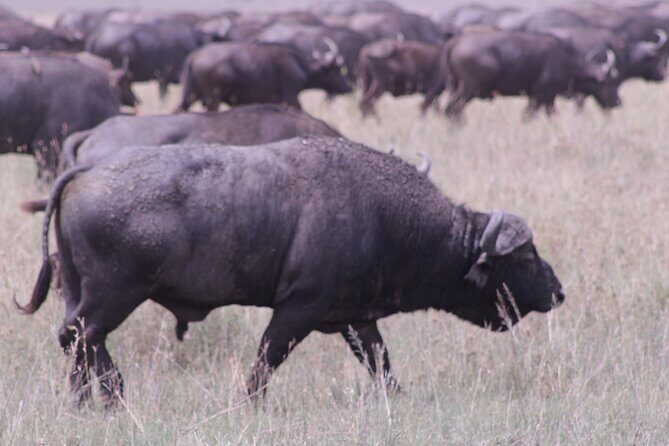 5-Days Private Tanzania Safari Tour - Introduction
