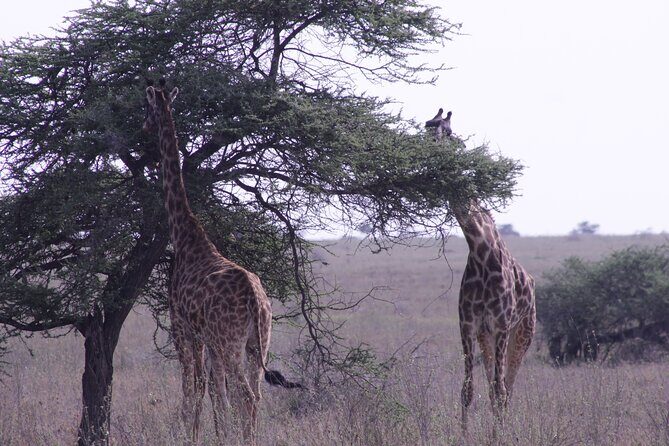 5-Days Private Tanzania Safari Tour - The Experience: Why This Tour Stands Out